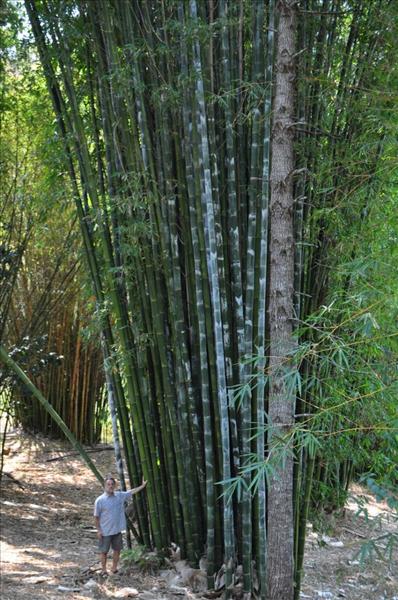 bamboo_nov_21_one